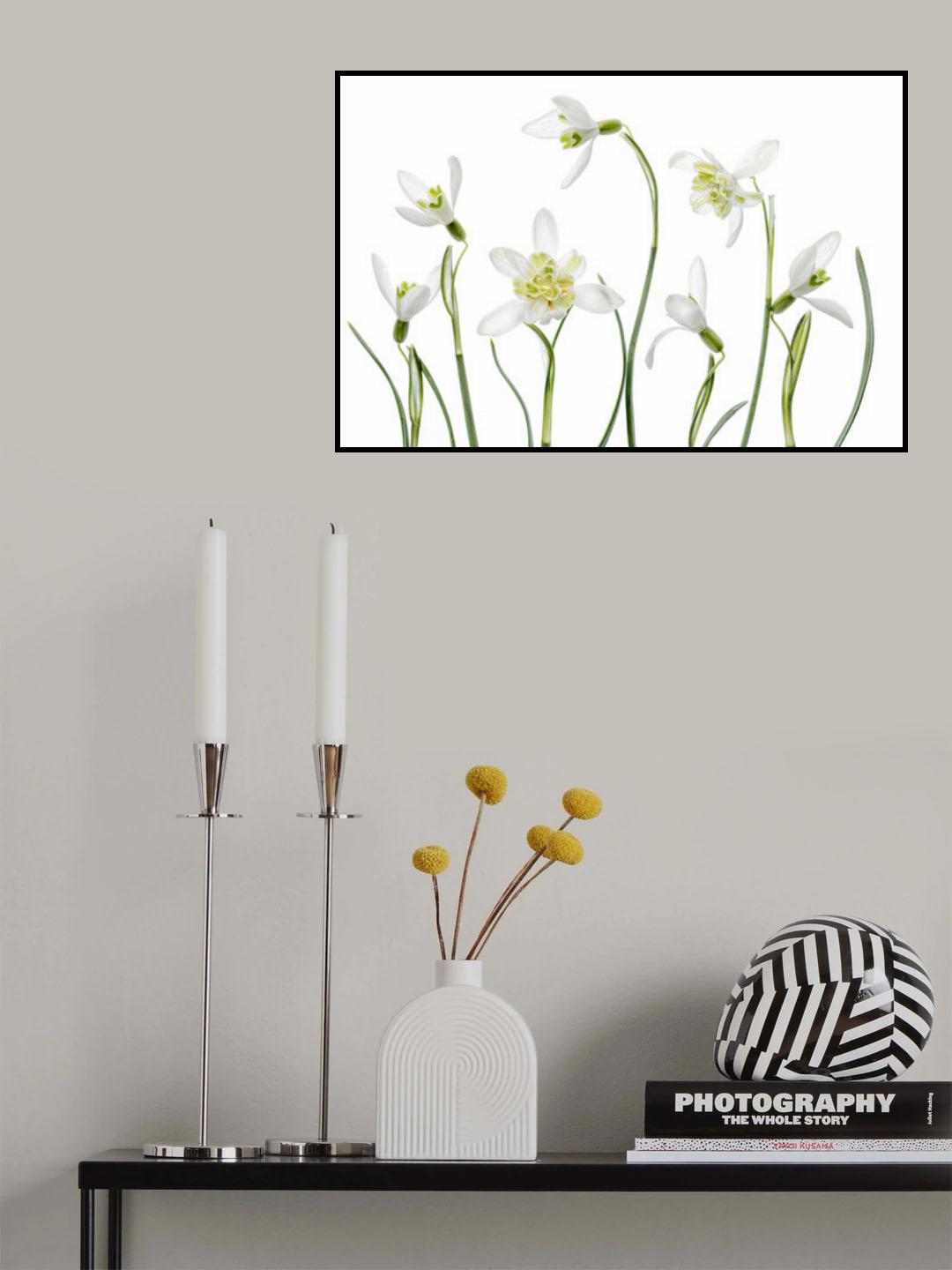 Spring Snowdrops Poster och Canvastavla