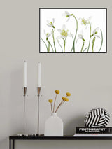 Spring Snowdrops Poster och Canvastavla
