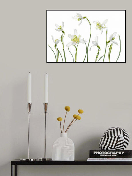 Spring Snowdrops Poster och Canvastavla