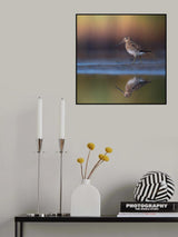 Common snipe with reflection and colorful background Poster och Canvastavla
