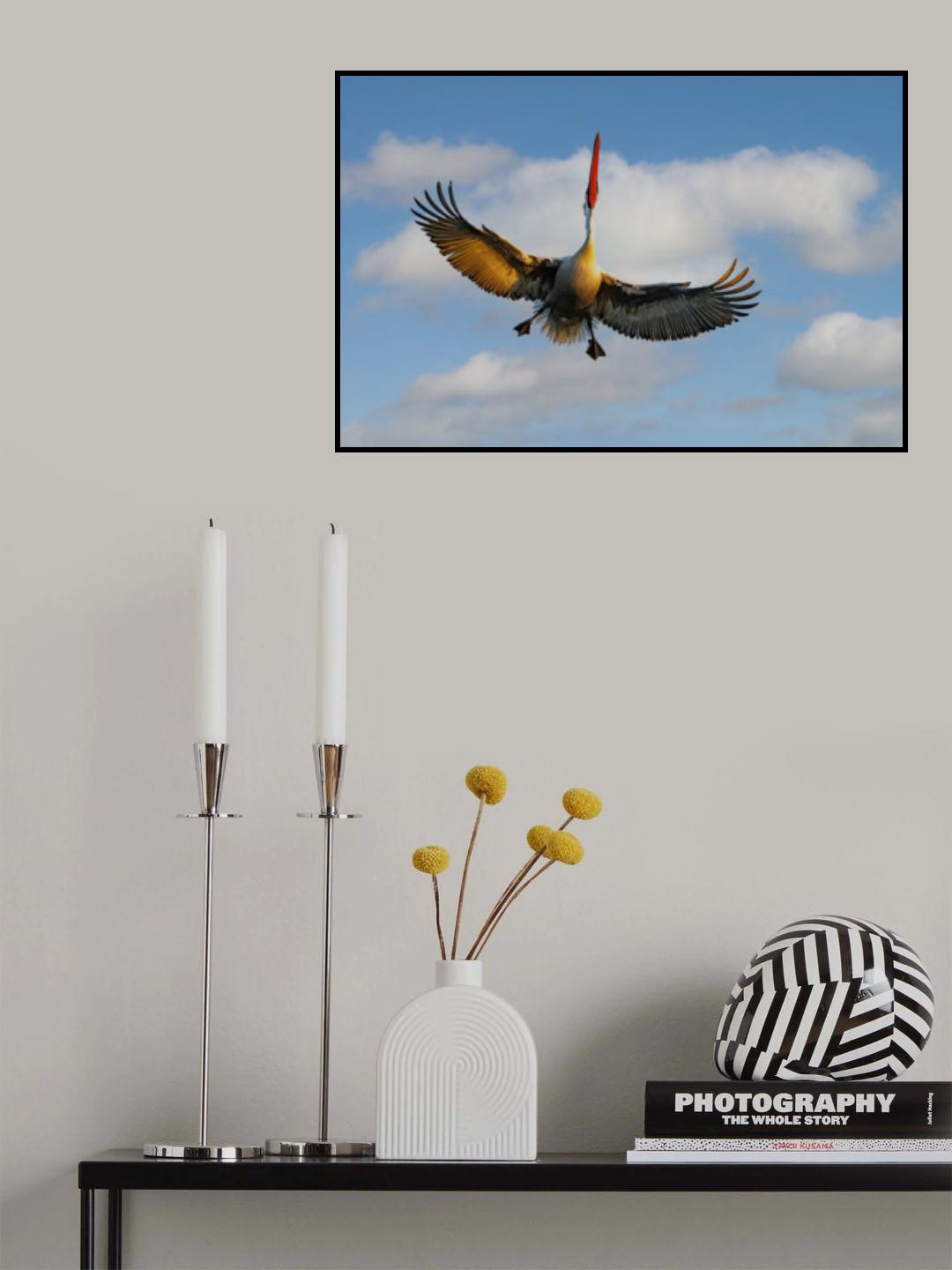 Dalmatian Pelican Poster och Canvastavla