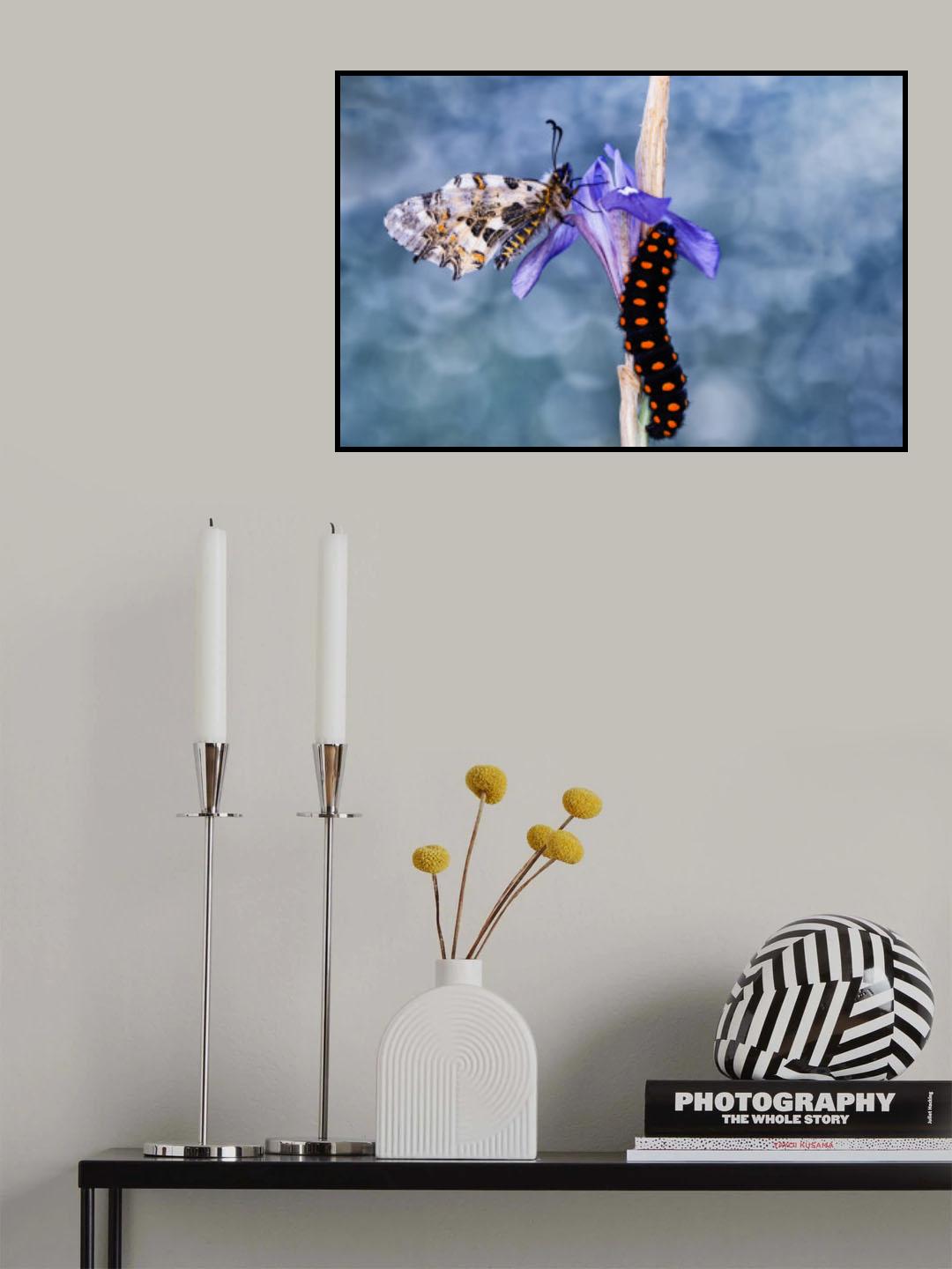 Butterfly and caterpillar Poster och Canvastavla