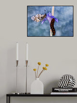 Butterfly and caterpillar Poster och Canvastavla