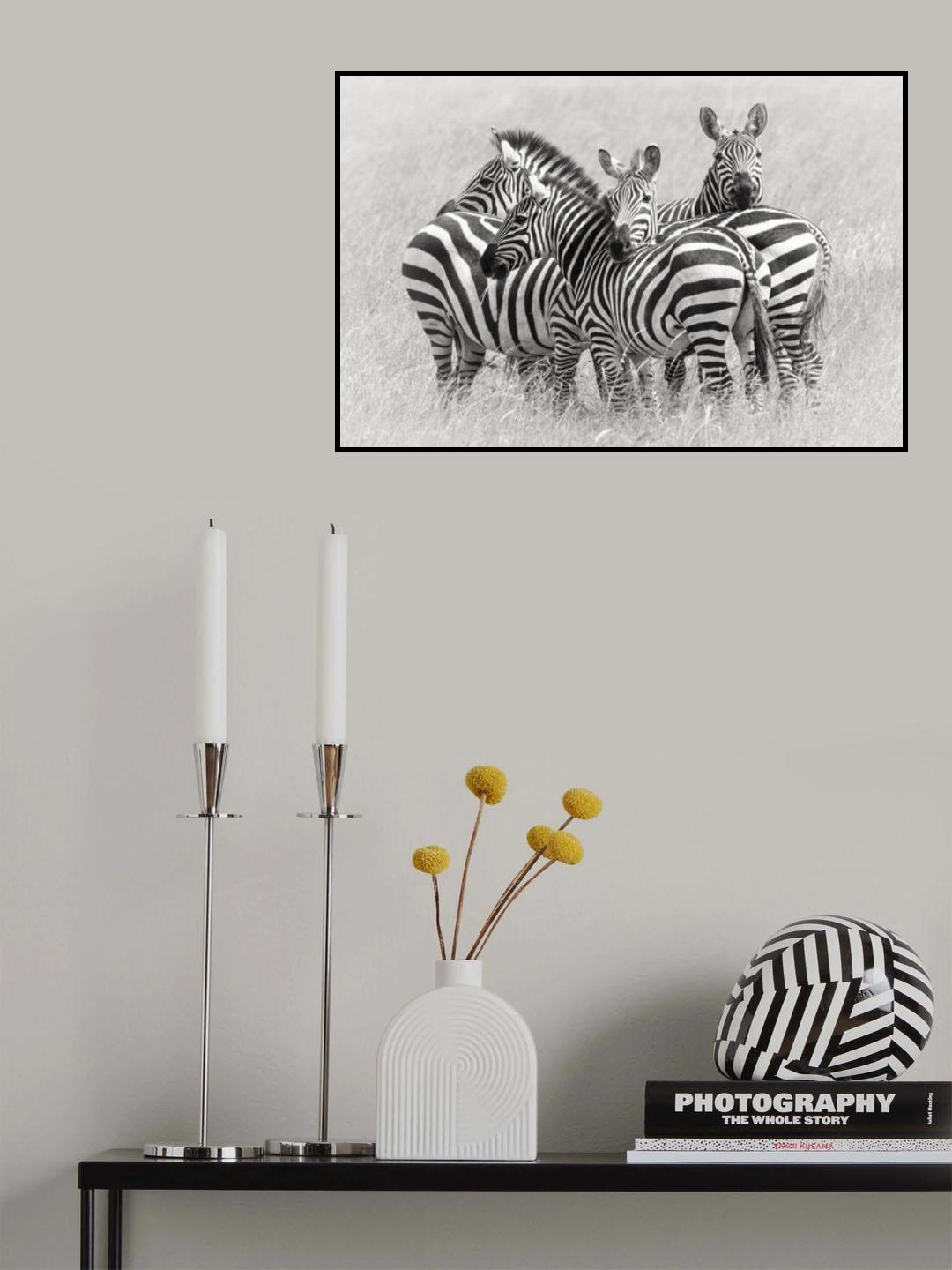 Zebras Poster och Canvastavla