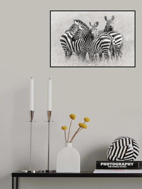 Zebras Poster och Canvastavla