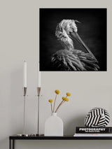 Pelican Poster och Canvastavla