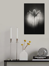 Tulip in black and white Poster och Canvastavla
