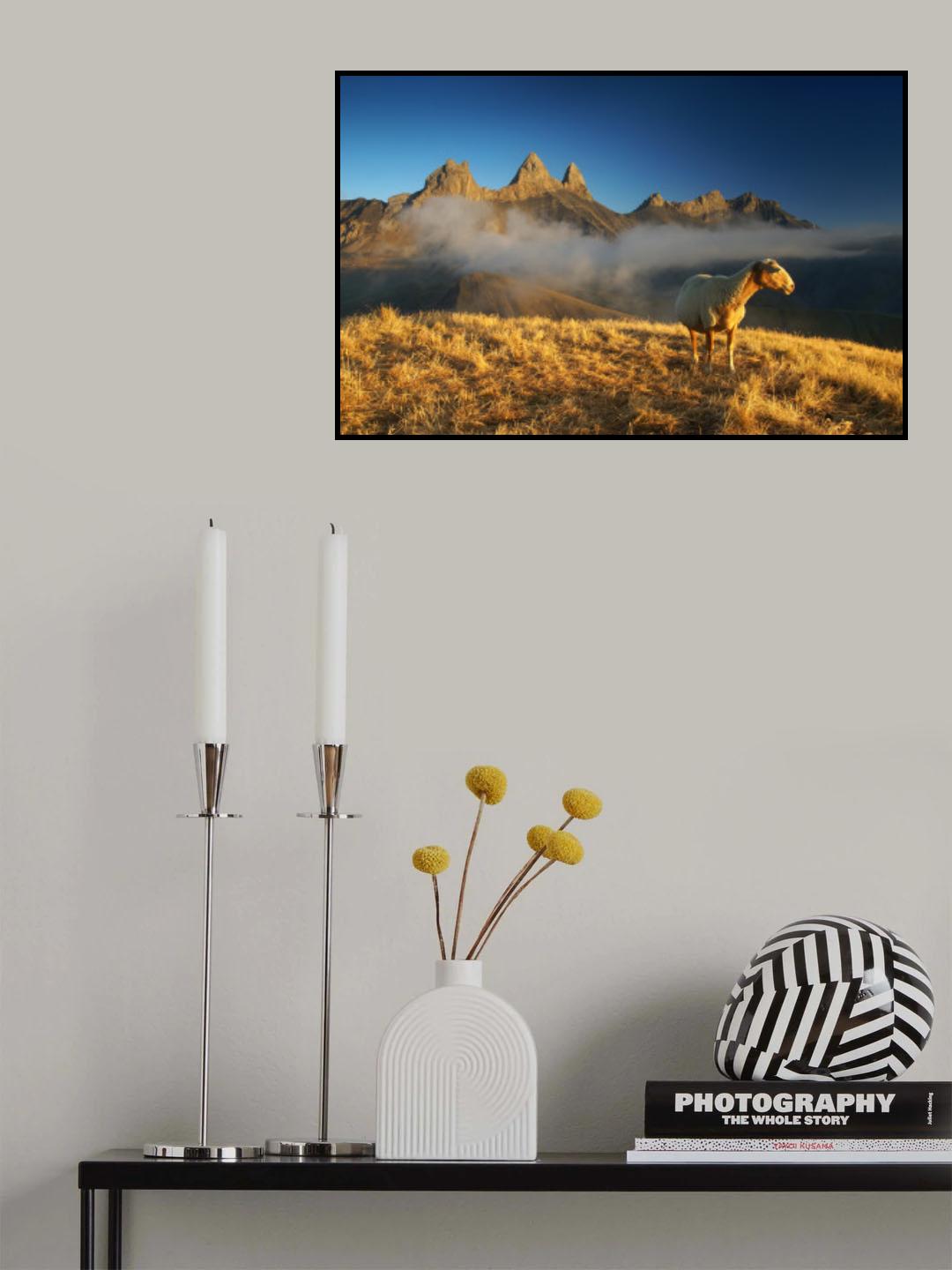 Injured sheep Poster och Canvastavla