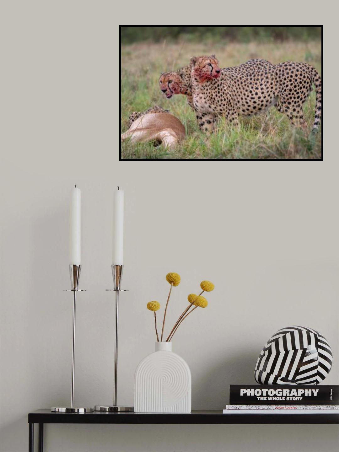 The Cheetah's Feast Poster och Canvastavla