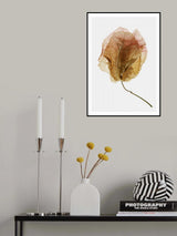 Bougainvillea Study No6 Poster och Canvastavla