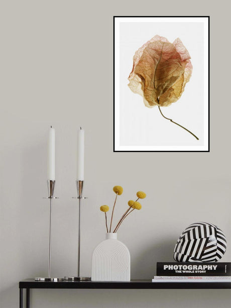 Bougainvillea Study No6 Poster och Canvastavla