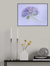 Hidrangen flower among the ice. Poster och Canvastavla