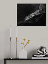 Resting Cheetah Poster och Canvastavla