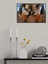 Dates Harvest Poster och Canvastavla