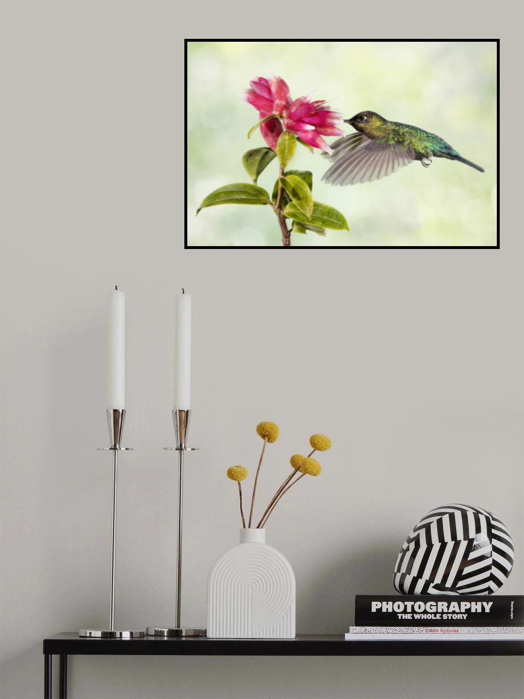 Hummingbird Delight Poster och Canvastavla
