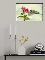 Hummingbird Delight Poster och Canvastavla