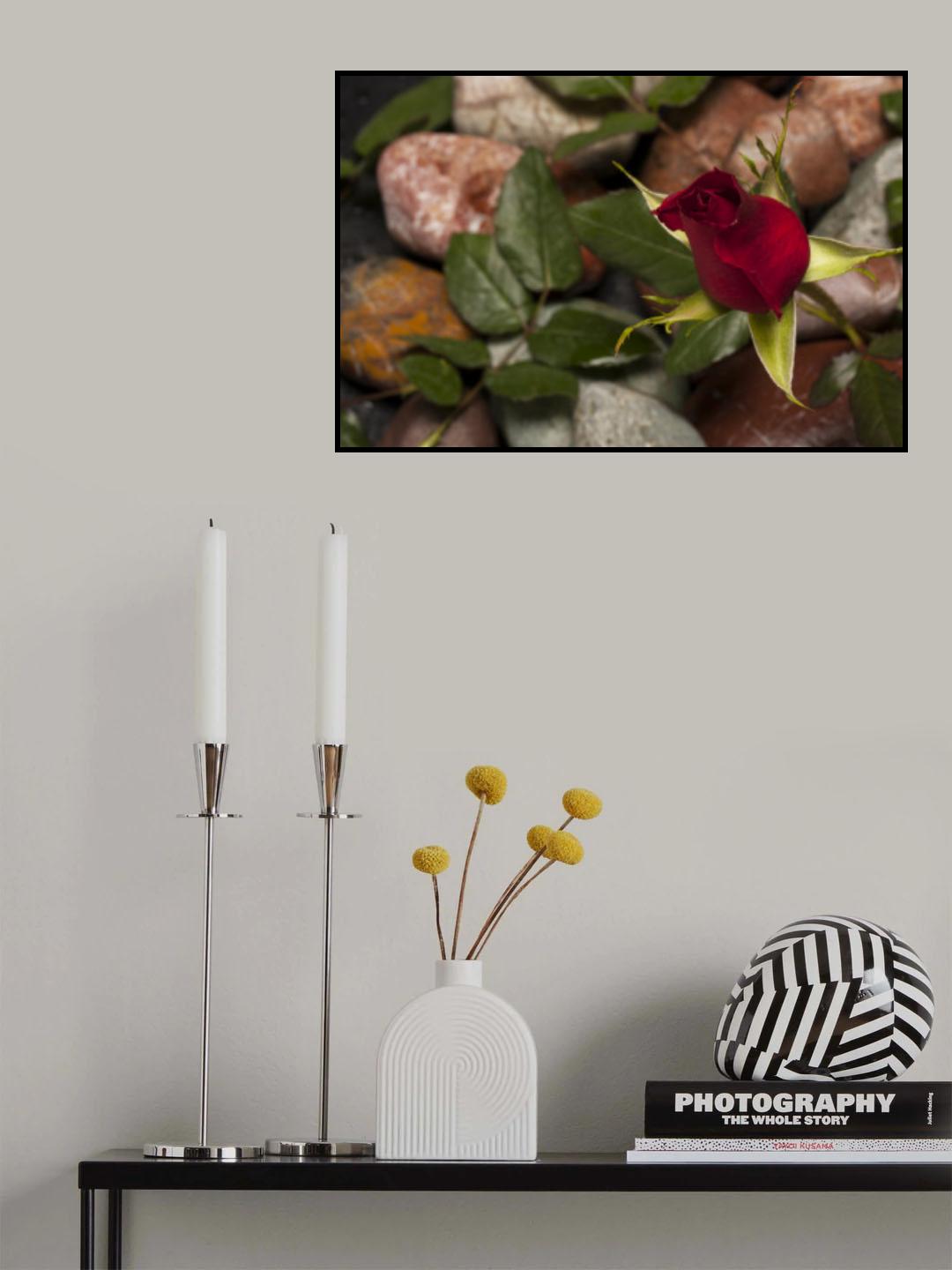 red rose Poster och Canvastavla