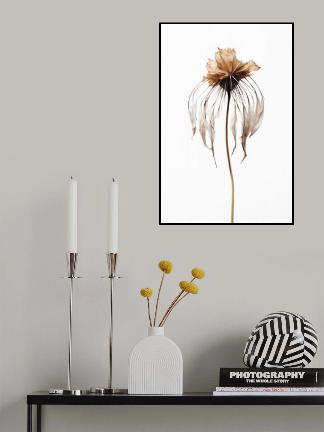 Dry Jelly Fish Flower Poster och Canvastavla