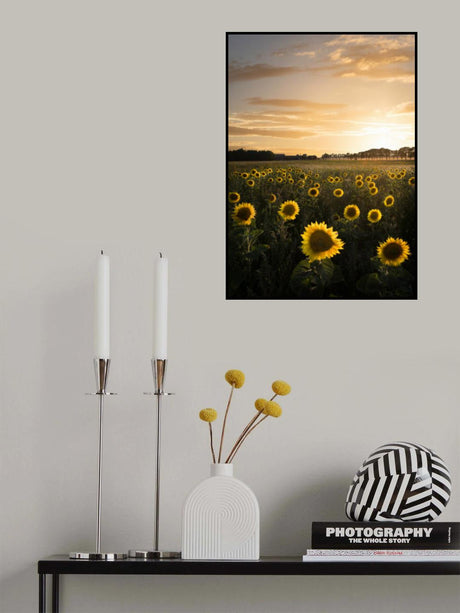 Sunflowerfield in Sweden Poster och Canvastavla