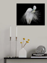 Great Egret Poster och Canvastavla