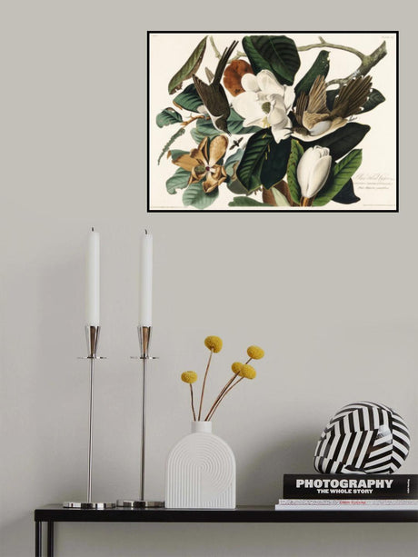 Black Billed Cuckoo From Birds of America (1827) Poster och Canvastavla