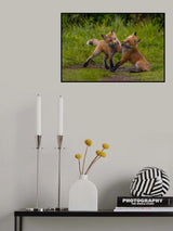 Red fox Poster och Canvastavla
