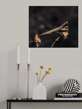 Chameleon... Poster och Canvastavla