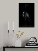 Demoiselle crane portrait II Poster och Canvastavla