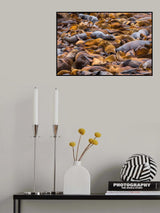 Sea of lions Poster och Canvastavla