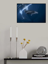 Humpback whale in active group Poster och Canvastavla