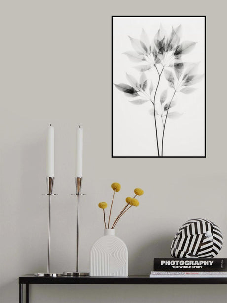 Transparent Botanic No 8 Poster och Canvastavla