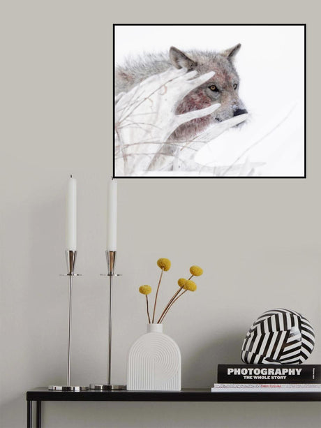 Creeping wolf Poster och Canvastavla