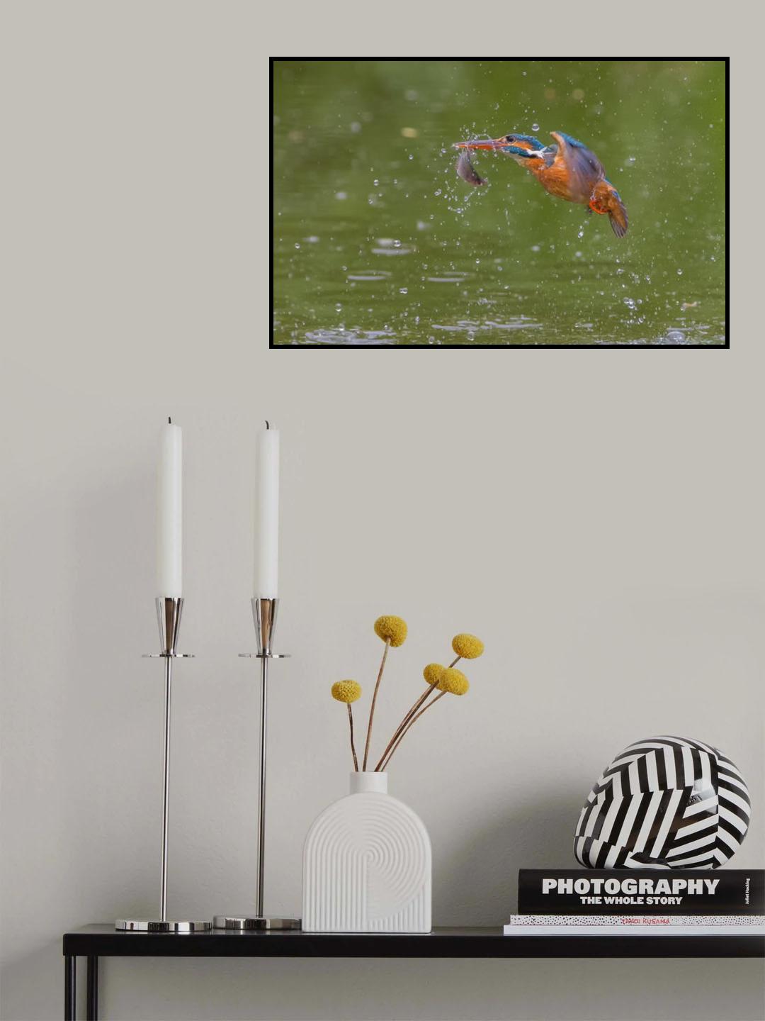 Kingfisher Poster och Canvastavla