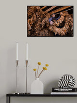 Tobacco Drying Poster och Canvastavla