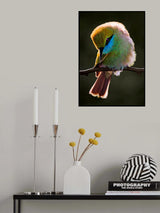 Bee Eater.. Poster och Canvastavla