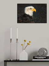 American Bald Eagle Poster och Canvastavla