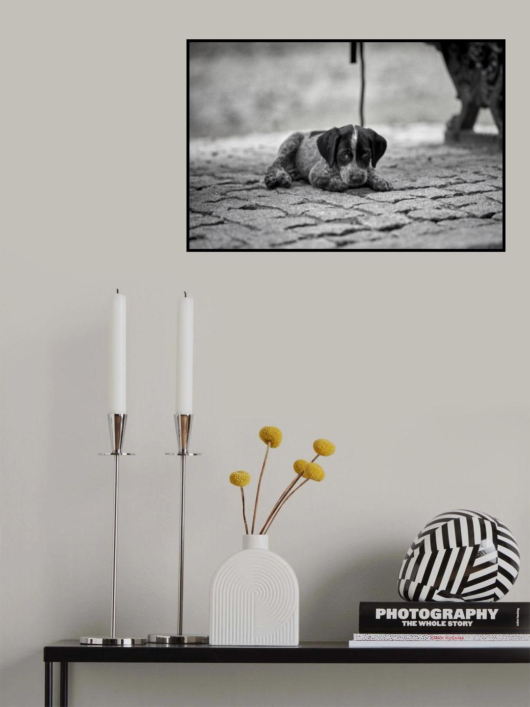 Puppy Poster och Canvastavla