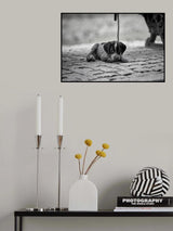 Puppy Poster och Canvastavla