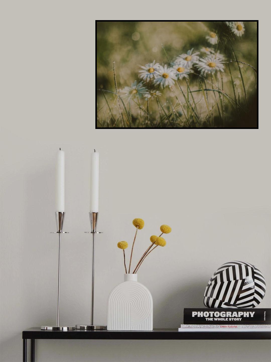 daisies in early morning Poster och Canvastavla