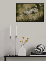 daisies in early morning Poster och Canvastavla