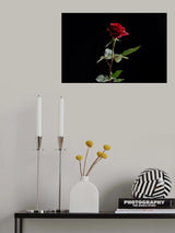 red rose Poster och Canvastavla