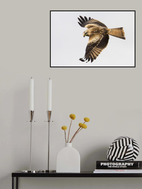 Milvus milvus. Poster och Canvastavla