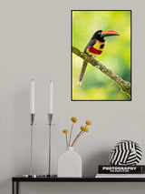 Fiery-billed aracari Poster och Canvastavla