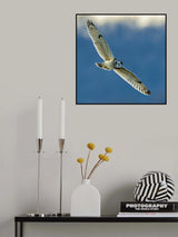 Short eared owl Poster och Canvastavla