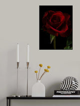 a beautiful red rose Poster och Canvastavla