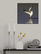 Seagull Poster och Canvastavla