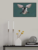 Incoming Razorbill Poster och Canvastavla