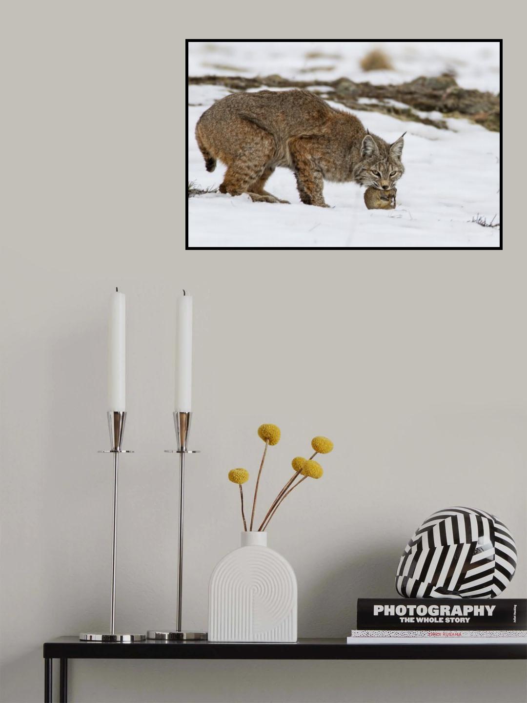 Bob the cat Poster och Canvastavla