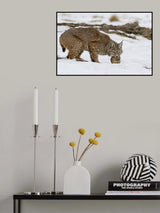Bob the cat Poster och Canvastavla