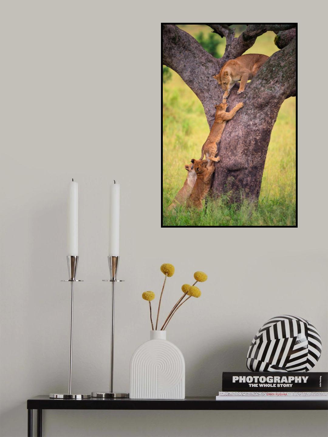 Climbing Cub Poster och Canvastavla